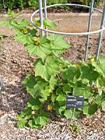 Benincasa hispida (fam Cucurbitacees) (Est de l'Asie) (1) (Photo F. Mrugala)